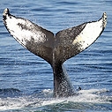 Whale tail